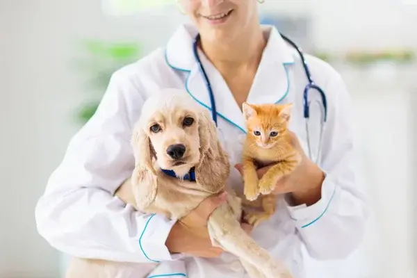 Veterinary